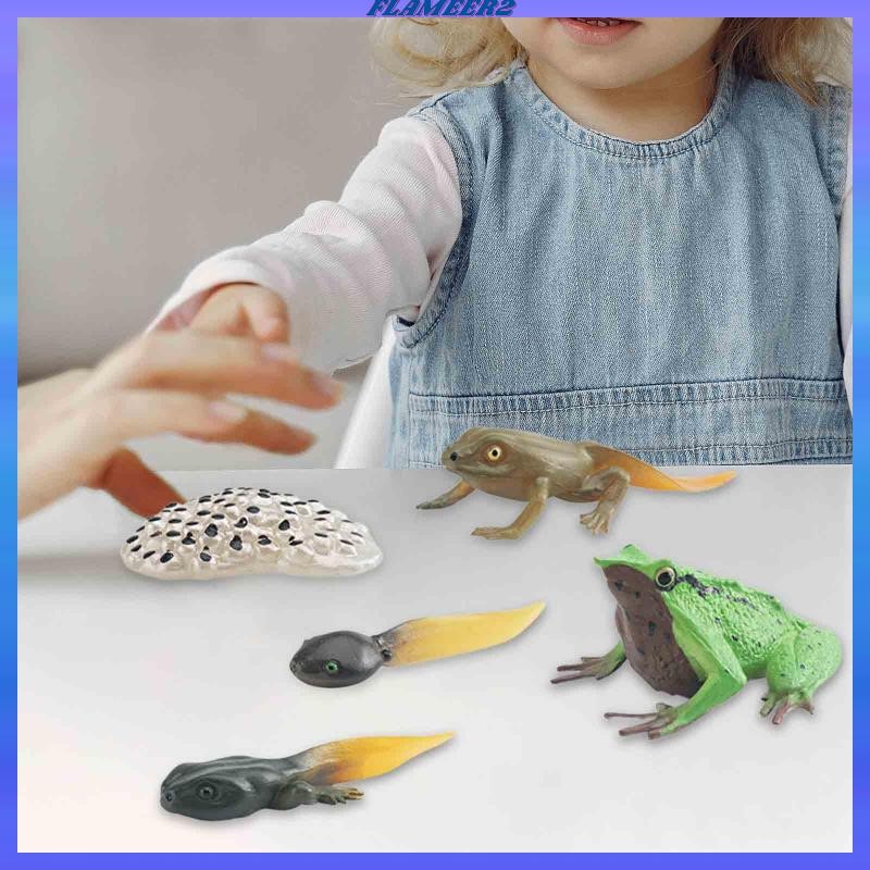 [Flameer2] Life Cycle of Frog Toy, Animal Growth Cycle Figures, เค้ก Topper, อุปกรณ์การสอนความรู้ควา