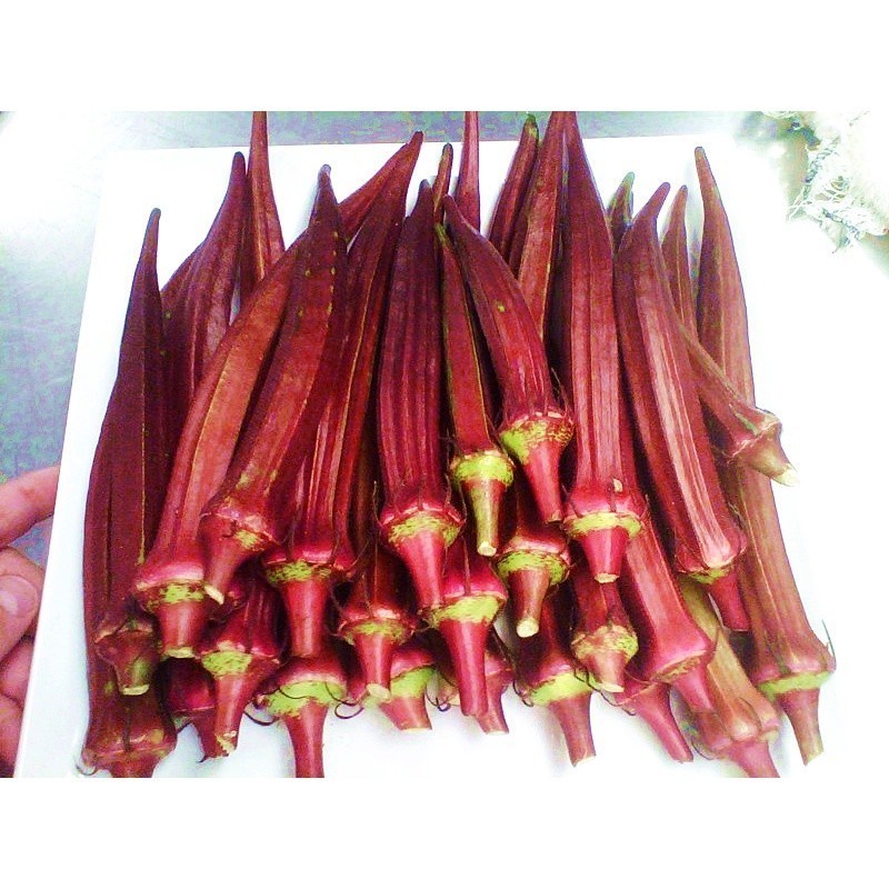 [10แถม1คละได้] เมล็ดพันธุ์ กระเจี๊ยบเขียวฝักแดง กระเจี๊ยบมอญ ฝักแดง Red Burgundy Okra Seed 4-10 เมล็