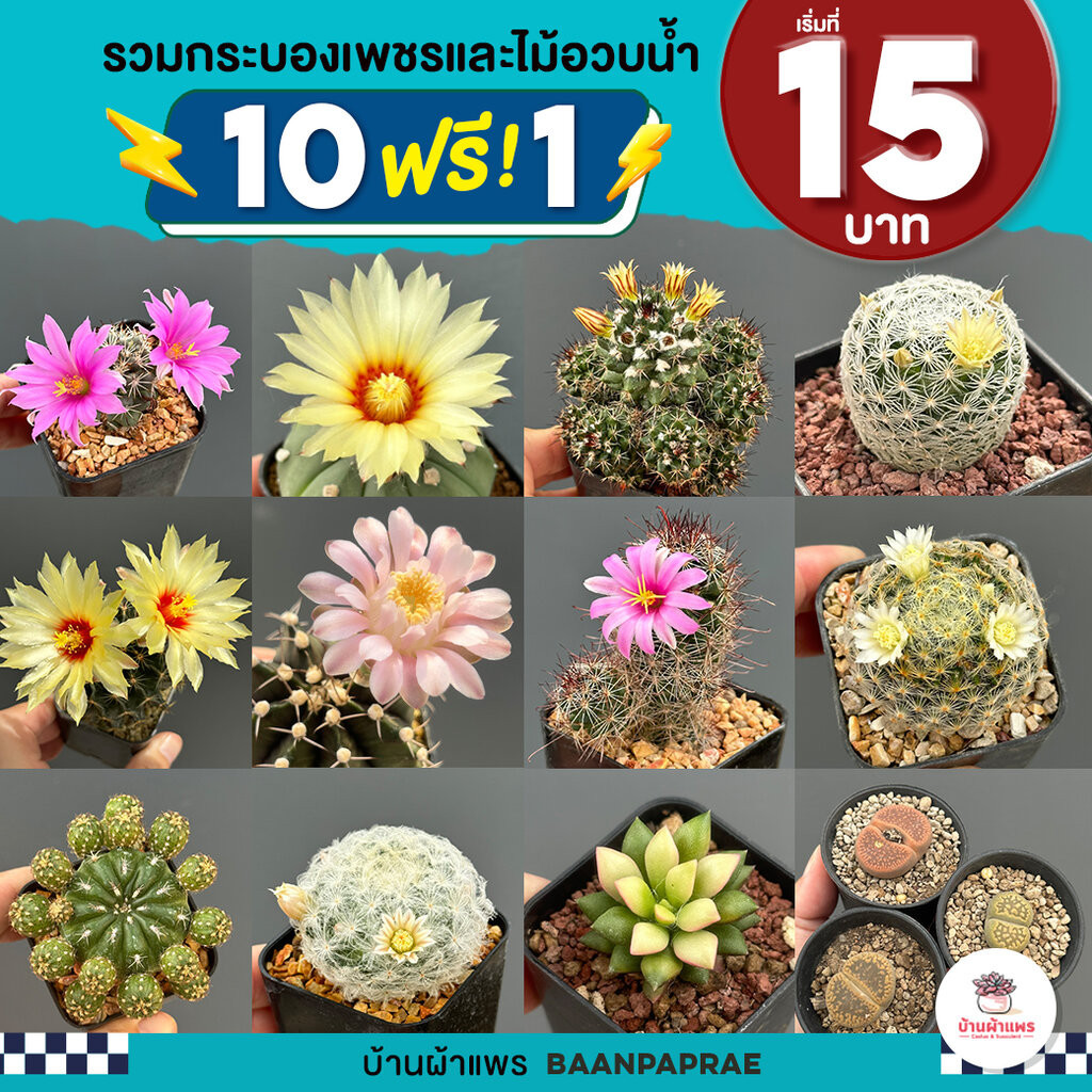 รวมกระบองเพชรและไม้อวบน้ำ หลายสายพันธุ์ ส่งทั้งกระถาง กุหลาบหิน cactus&succulent
