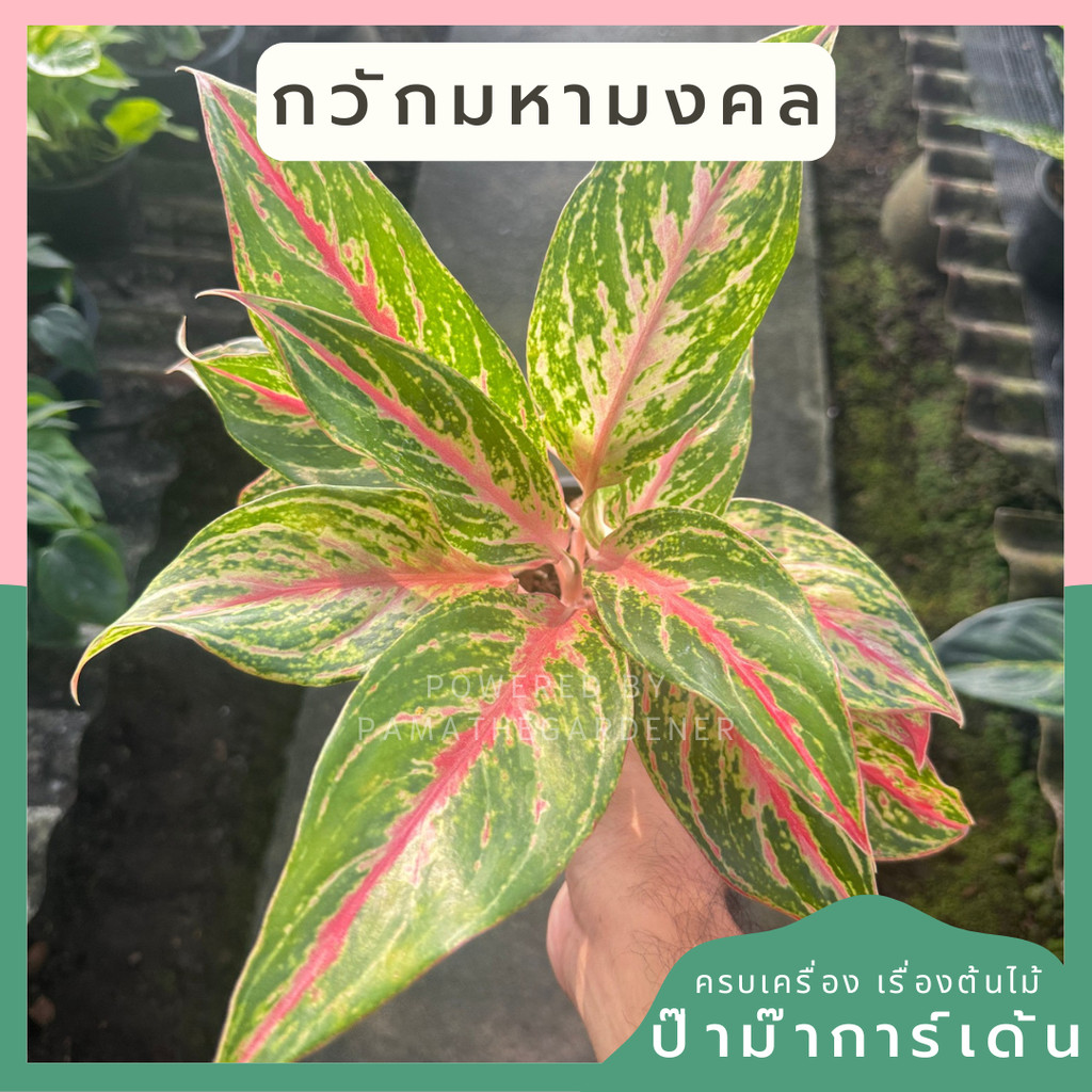 มุมมอง 2