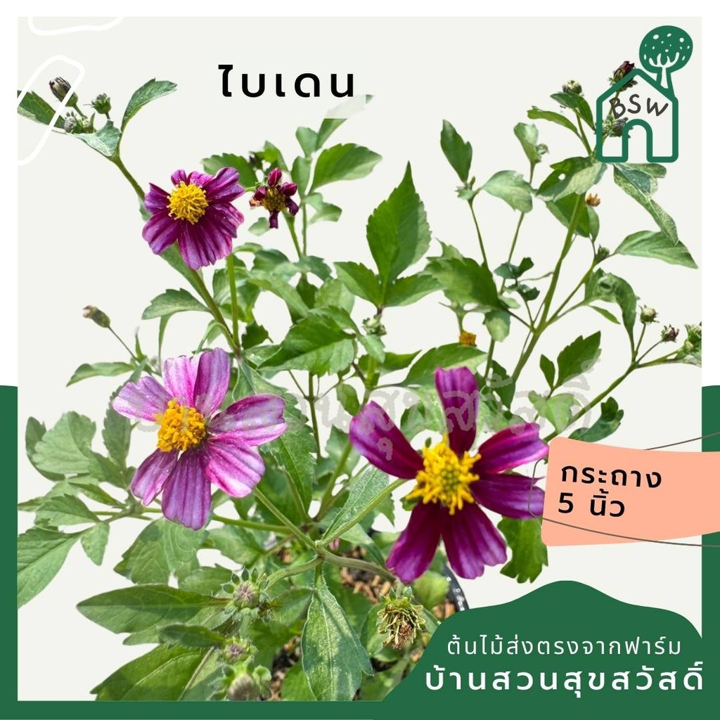 ต้นไบเดน  ดาวกระจายไต้หวัน (Bidens pilosa L. )