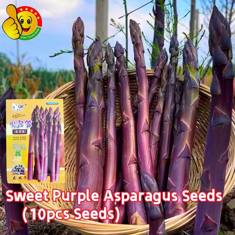 หน่อไม้ฝรั่งม่วง เมล็ดพันธุ์ (10เมล็ด/ซอง) High Yield Purple Asparagus Seeds Mary Washington Asparag