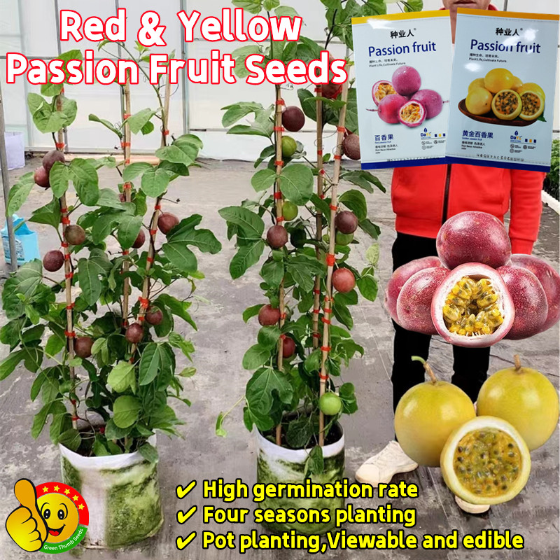 เมล็ดพันธุ์เสาวรส สีแดง สีเหลือง เมล็ดพันธุ์ เสาวรสหวาน เมล็ดพันธุ์ เสาวรสสีเหลือง Red Yellow Golden Passion Fruit Seeds