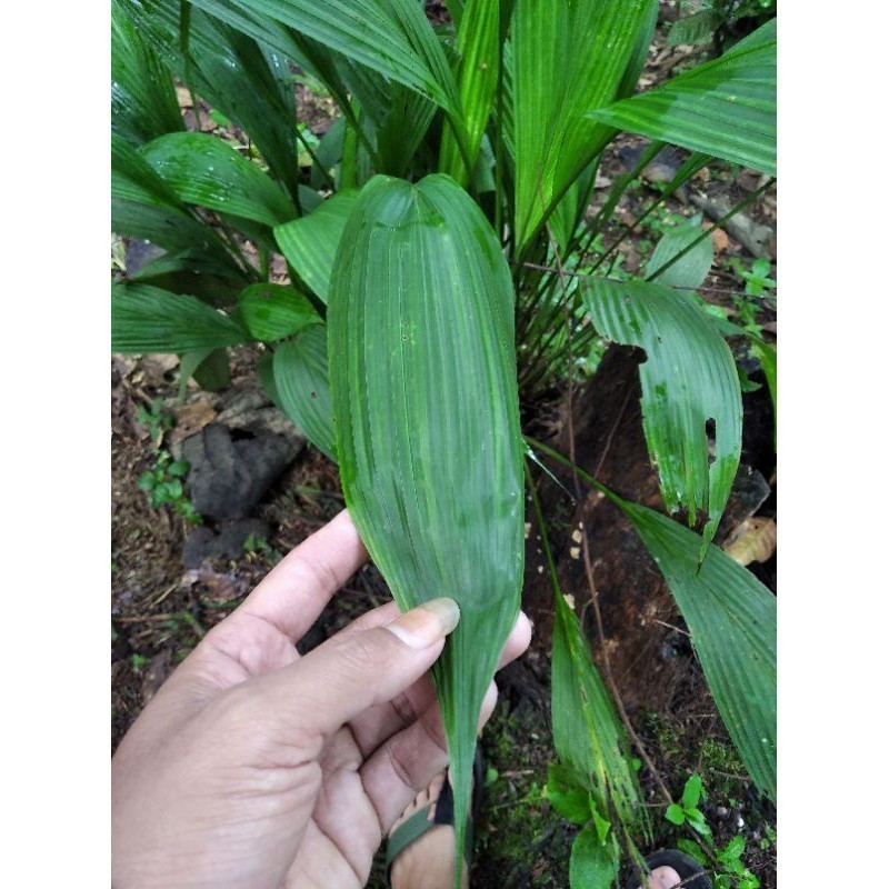 ใบห่อ Bacanng au สามารถใช้กับข้าวมะนาว ใบคองกสด MHA