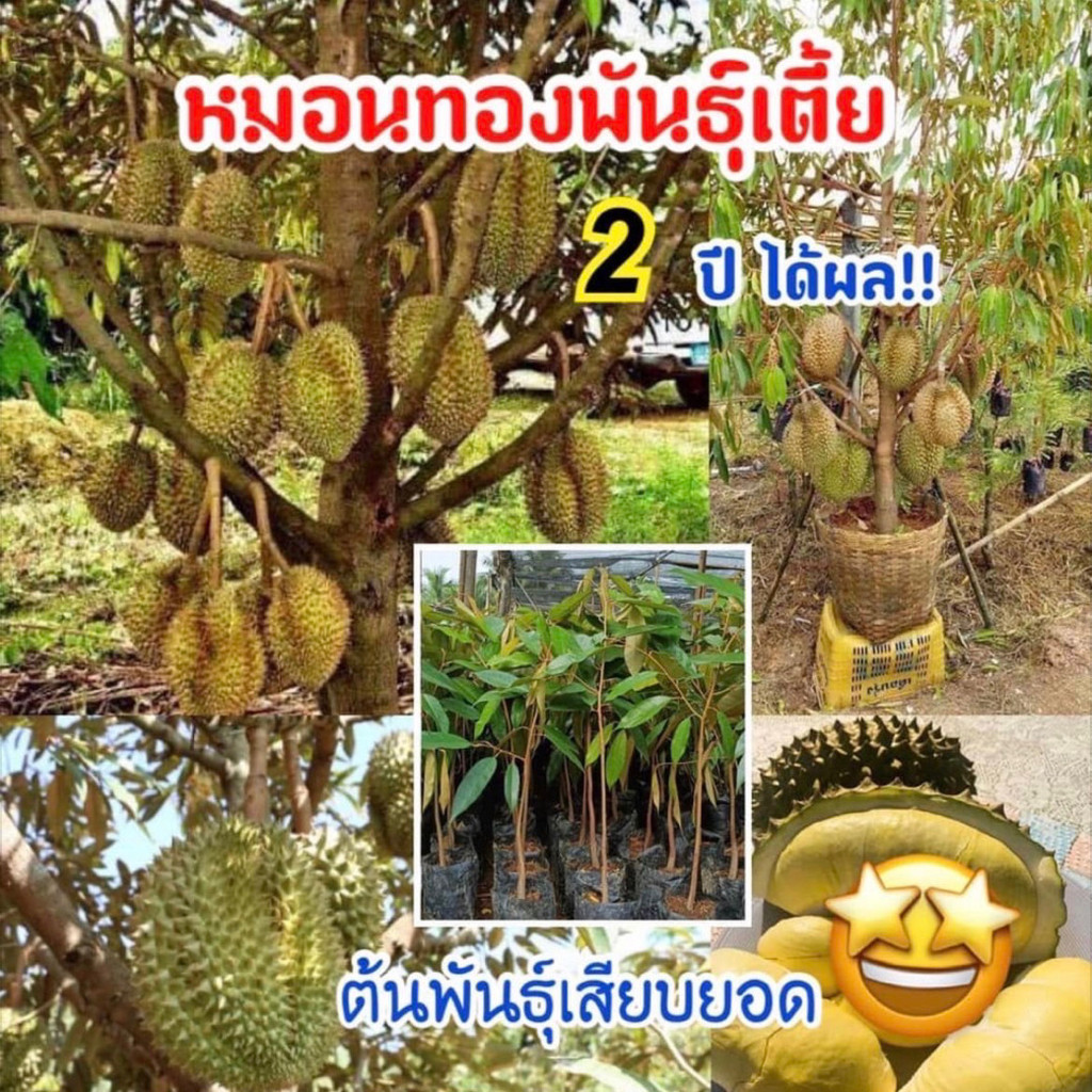 ต้นทุเรียนหมอนทองต้นเตี้ย 2 ปีติดผล ปลูกง่ายโตไว ปลูกลงตะกร้าได้เลย บ้านและสวนแม่ใจ