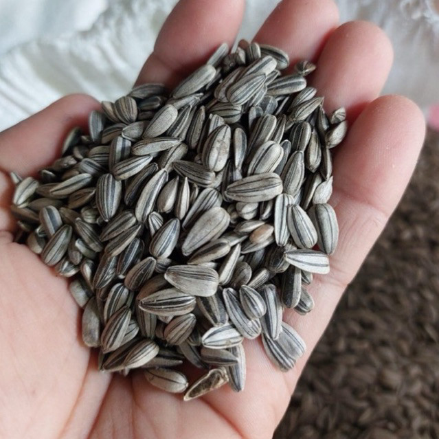 เมล็ดต้นอ่อนทานตะวันงอก เมล็ดพันธุ์ทานตะวัน เมล็ดทานตะวัน  (sunflower sprout seed)