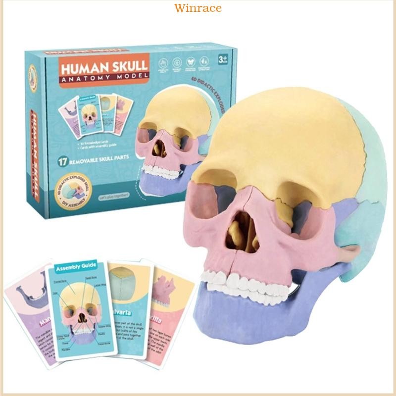 Wrc Medical Skull รุ่น Anatomy Skull รุ่น Human Anatomical Skull Human Skull รุ่น