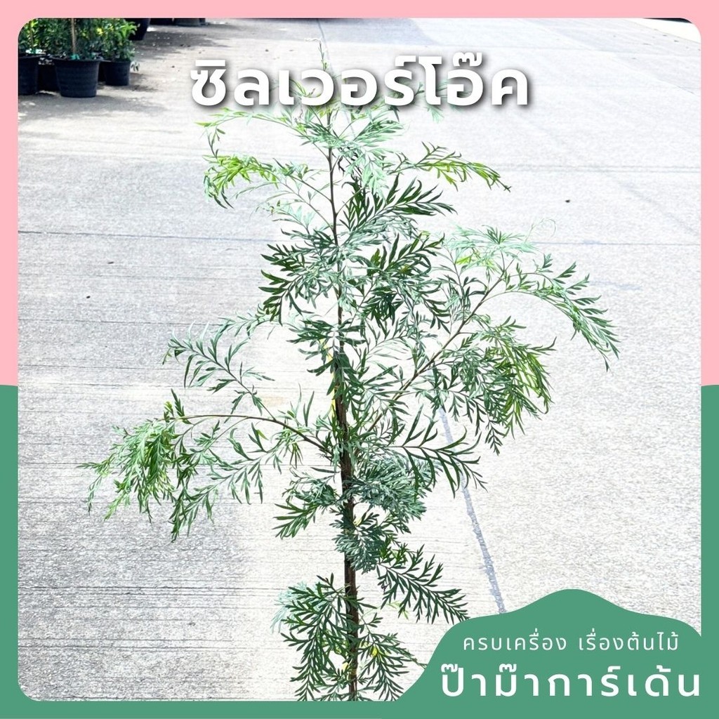 มุมมอง 6