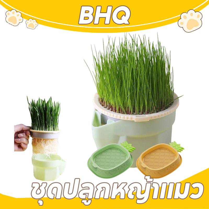 BHQ ดปลูกหญ้าแมว หญ้าแมวออแกนิก เมล็ดข้าวสาลี ถาดเพาะต้นอ่อน เมล็ดพืช4แพ็ค นํากลับมาใช้ใหม่ได้