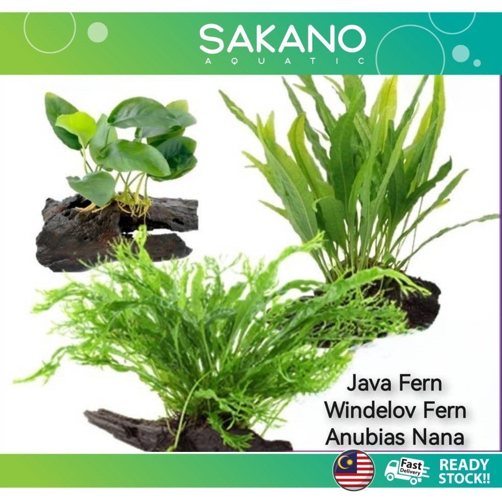 Aquarium Live Aqua Plants On Wood Anubias Nana /Java Fern / Windelov พร้อม driftwood Easy Care Water