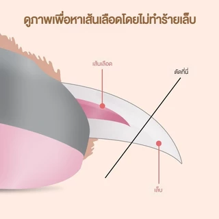 กรรไกรตัดเล็บแมว Pet Nail Clippers กรรไกรตัดเล็บสุนัข พร้อมไฟLED พร้อมตะไบเหล็กเก็บซ่อน ป้องกันเลือดออก