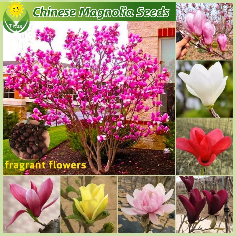 เมล็ดพันธุ์ แมกโนเลีย ดอกไม้หอม บรรจุ 30 เมล็ด สีผสม Chinese Magnolia Plant Seeds เมล็ดดอกไม้ บอนสีราคาถูก เมล็ดบอนสี