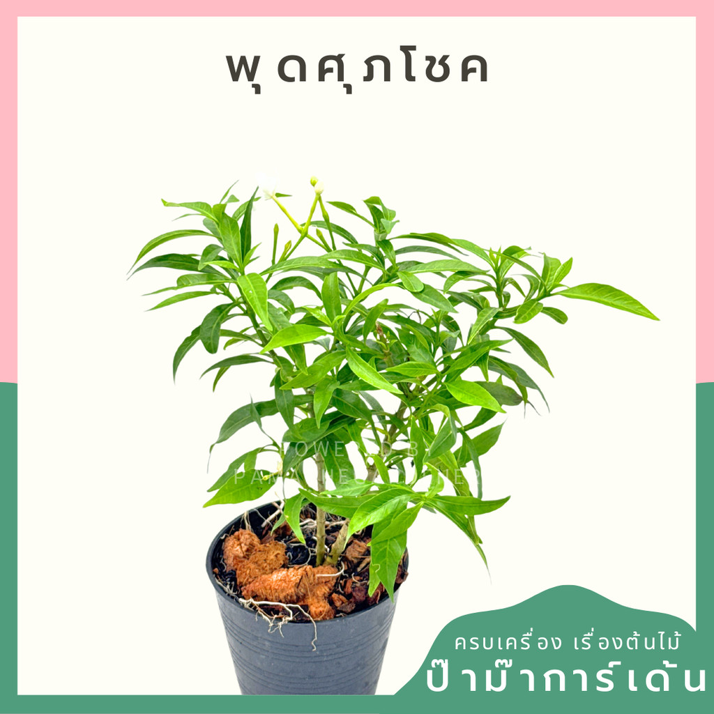 พุดศุภโชคเขียว พร้อมกระถาง 3 นิ้ว