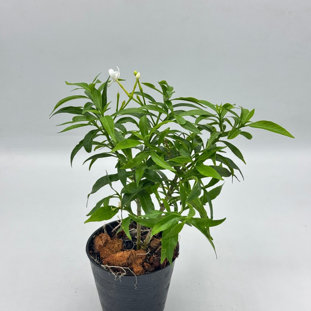 มุมมอง 3