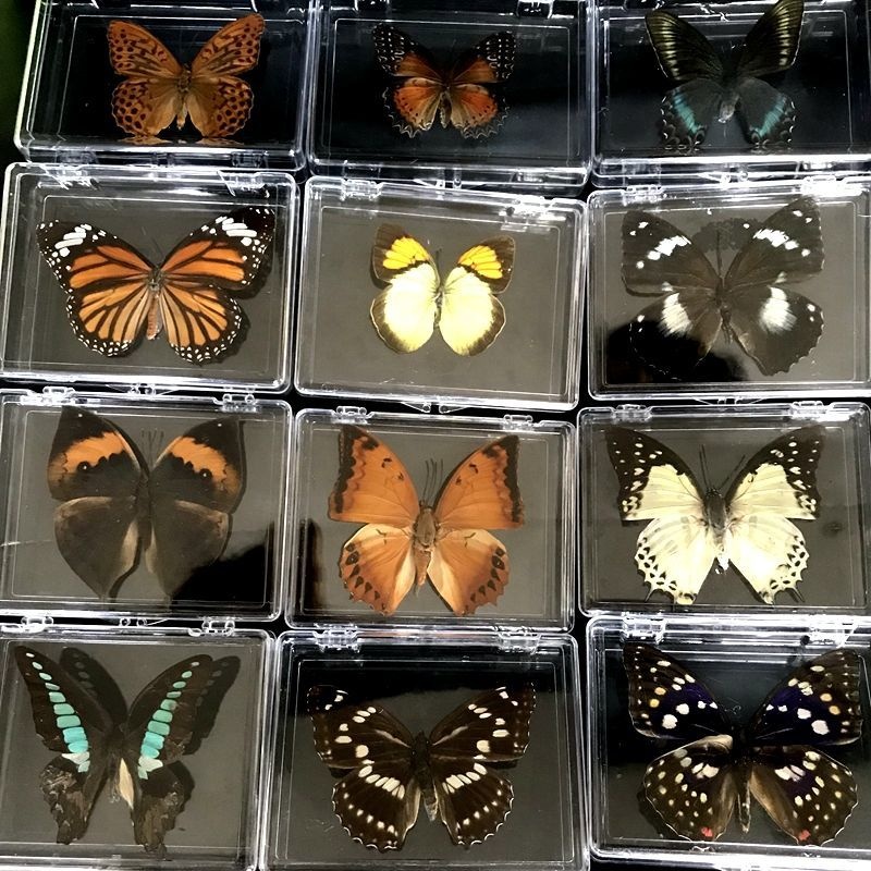 Real Butterfly Specimen Ornaments With Transparent Box Teaching Aids Gift Props JNEO