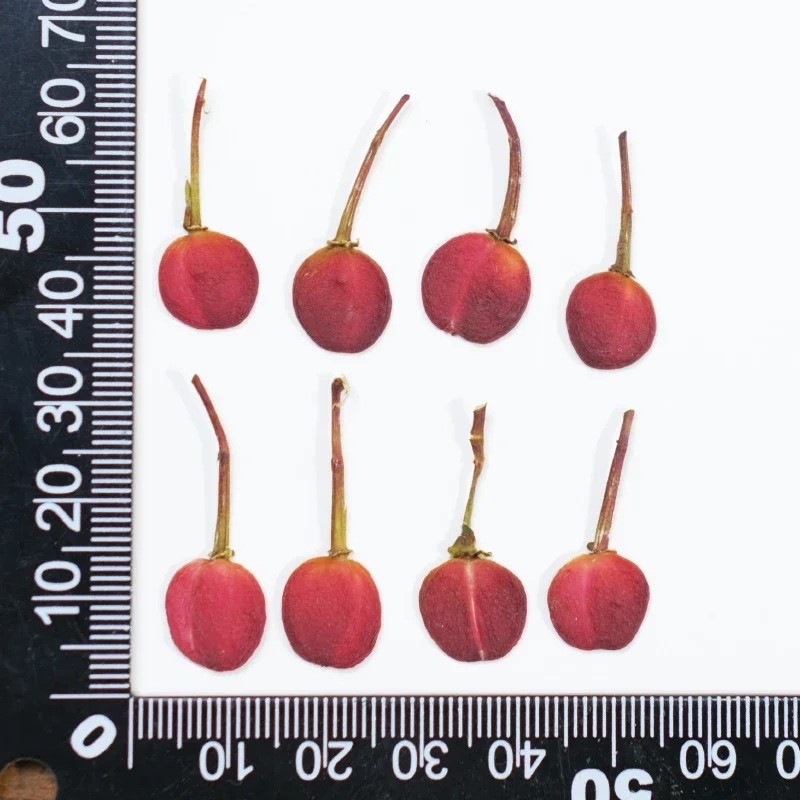 กดเชอร์รี่ผลไม้แห้ง-วัสดุงานฝีมือ ทําเอง สําหรับเรซิน,เคสโทรศัพท์,กรอบรูปและภาพวาดพืช - รูปที่ 6