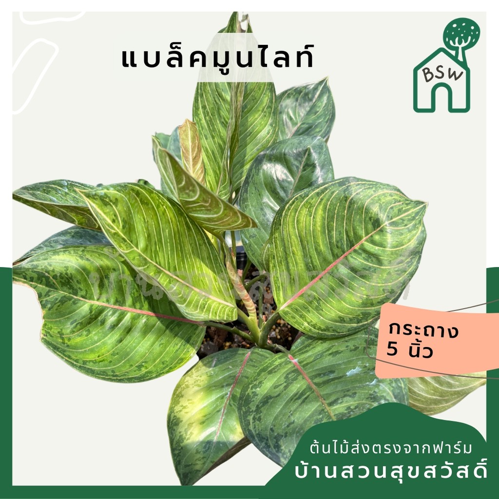 อโกลนีม่า แบล็คมูนไลทฺ์ Aglonema ฺสฟแา Moonlight ส่งพร้อมใกระถาง