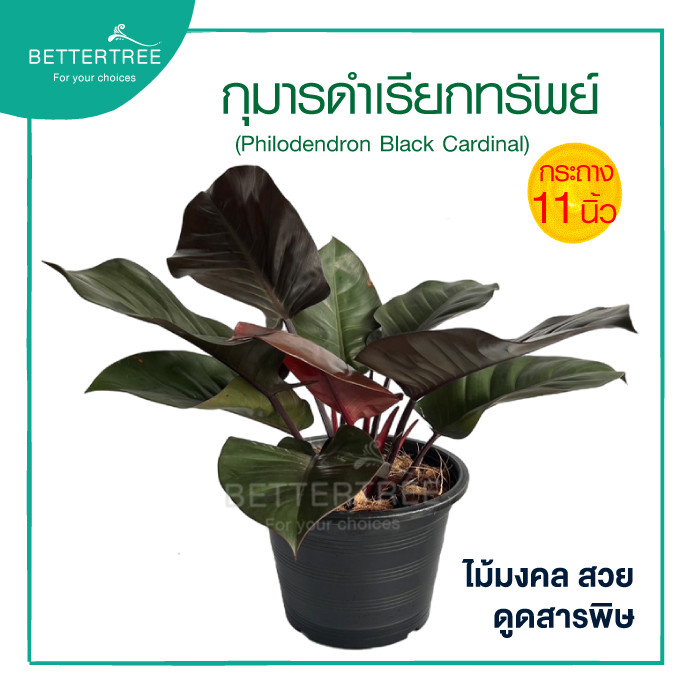 กุมารดำเรียกทรัพย์ กระถาง 11  นิ้ว ต้นไม้มงคล ไม้ฟอกอากาศ