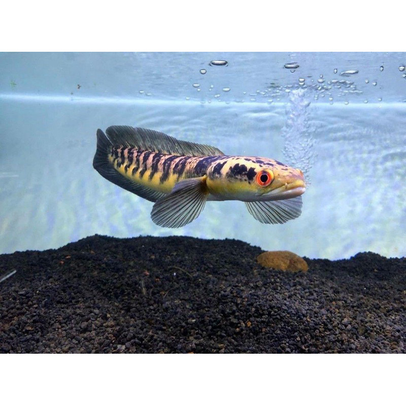 ตกแต่ง (DOA GUARANTE)MARU YS BATIK (4-12cm)