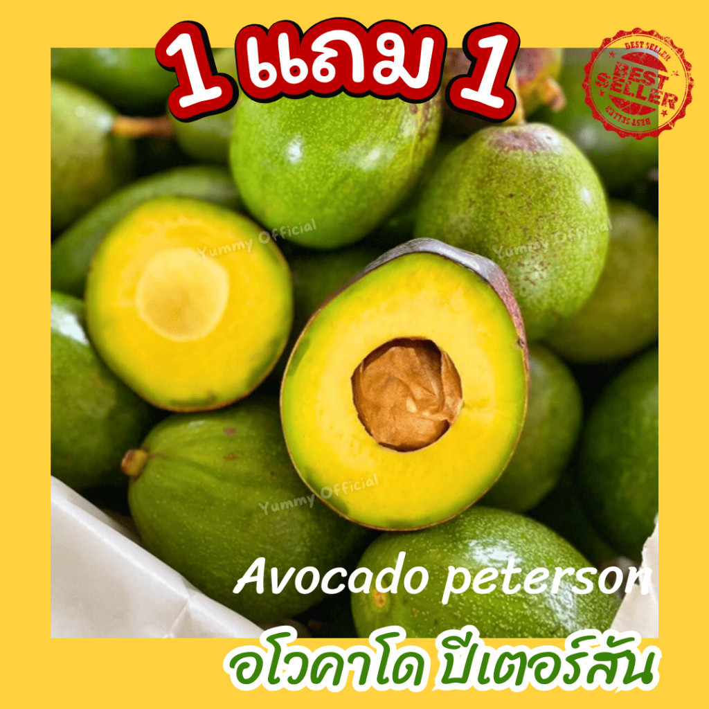 Mungkung 1ฟรี1 อโวคาโด พันธุ์ปีเตอร์สัน สดใหม่จากสวน เลือกไซส์ และน้ำหนักได้ อะโวคาโด้ หอม มัน เนื้อแน่น อร่อยมาก