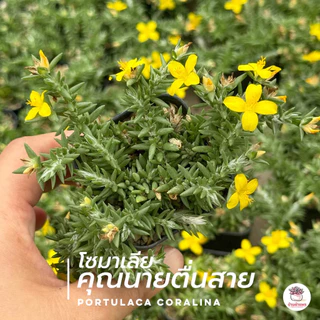 คุณนายตื่นสายโซมาเลีย ดอกเหลือง portulaca coralina กุหลาบหิน cactus&succulentหลากหลายสายพันธุ์