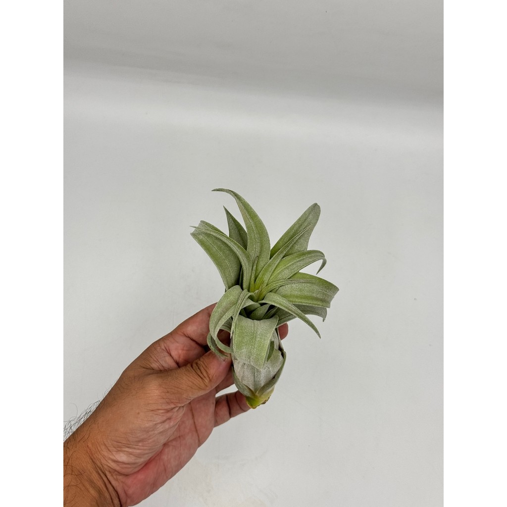 มุมมอง 4