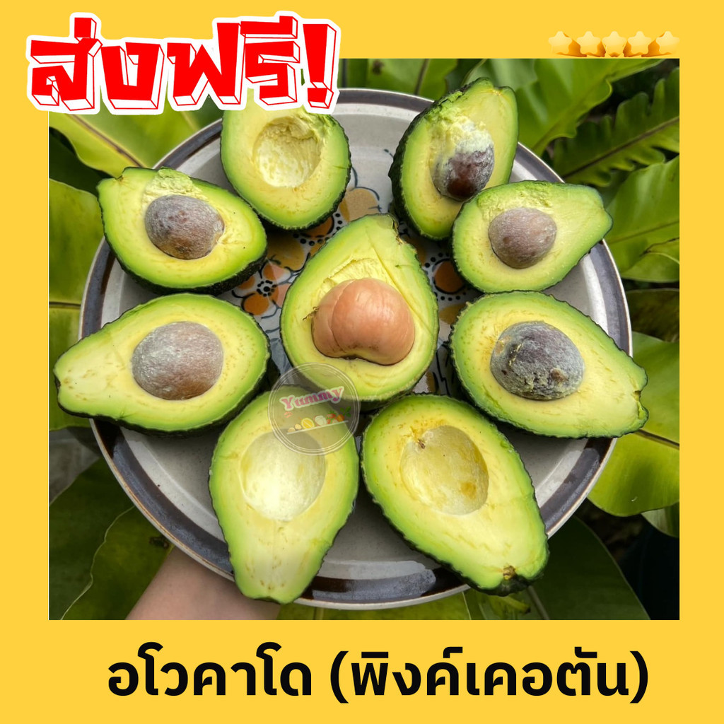 PWshop [3kg.] อโวคาโด Avocado พิงค์เคอตัน อาโวคาโด้ แก่จัด เนื้อแน่น เหนียว อร่อย เก็บสดใหม่จากสวน อโวคาโดสด ผลไม้