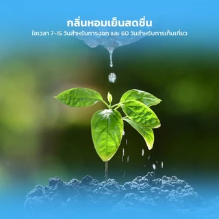 LOFTHOME กระถางต้นไม้ พร้อมเมล็ดพันธุ์ ขนาดเล็ก มะเขือเทศ ทานตะวัน ปลูกได้ภายในบ้าน หรือออฟฟิศ