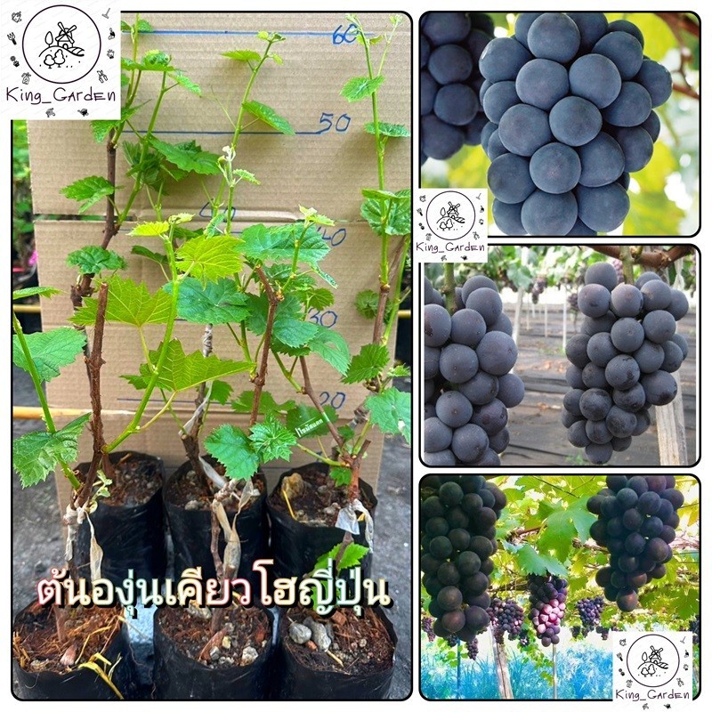 ต้นองุ่นเคียวโฮญี่ปุ่นองุ่นเสียบยอดต้นสูงประมาณ 50 ถึง 60 เซนติเมตร_nhokyoho