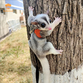 Ckfr 4 ชิ้นสัตว์เลี้ยงขนาดเล็กสายรัดหน้าอกหนูแฮมสเตอร์กระรอก Leash Anti Bite Traction เชือก Sugar Glider Windproof พิเศษ Anti Lost เชือกใหม่