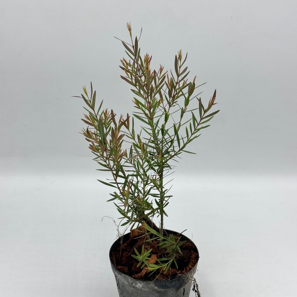 มุมมอง 5