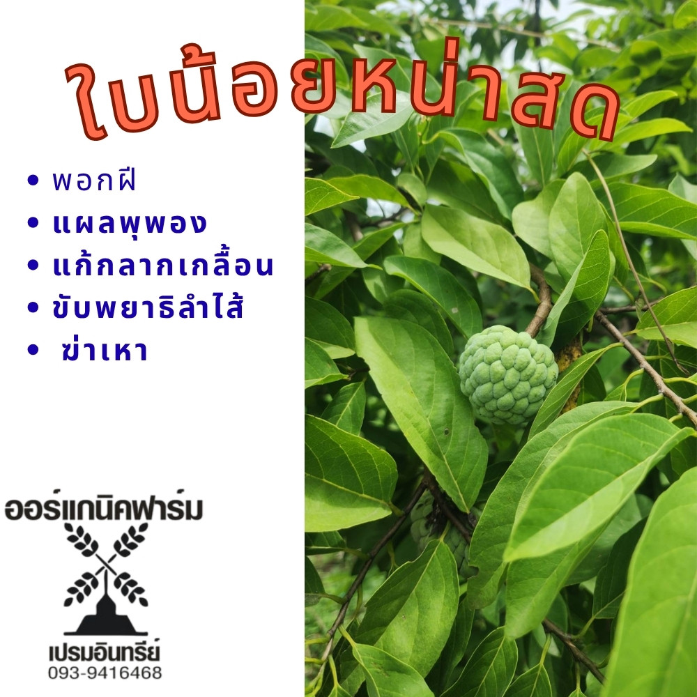 ใบน้อยหน่าสดออแกนิค​​ (เก็บสดๆส่งทันที) ปลอดสารสุขภาพดีและคุณประโยชน์จากธรรมชาติ จำนวน 20 ใบ
