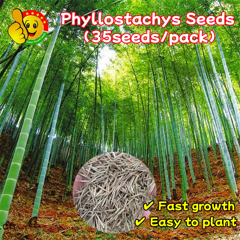ปลูกง่าย โตไว ไผ่ซางหม่นแท้ ถูกที่สุด เมล็ดพันธุ์ไผ่ซางหม่น 50 เมล็ด Moso Bamboo Phyllostachys Seeds มล็ดซางหม่น