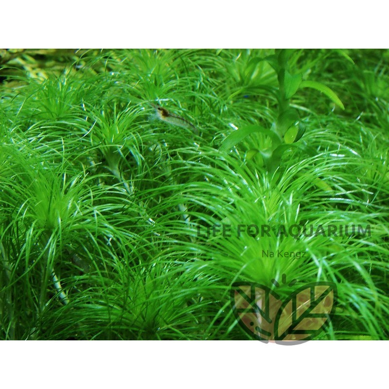 ไม้สะสม Eriocaulon setaceum กระดุมฝอย ไม้เขียว หน้าตู้ กลางตู้ ตู้ไม้น้ำ ของมันต้องมี Life for Aquarium ราคา ถูกที่สุด ดีลบีเคเค แกลเลอรีภาพที่ 4