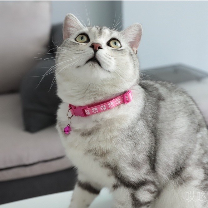 🐾ปลอกคอแมว สุนัข ลายอุ้งเท้า พร้อมกระดิ่ง ปรับขนาดได้ ปลอกคอสัตว์เลี้ยง น่ารัก แข็งแรง ทนทาน - 6