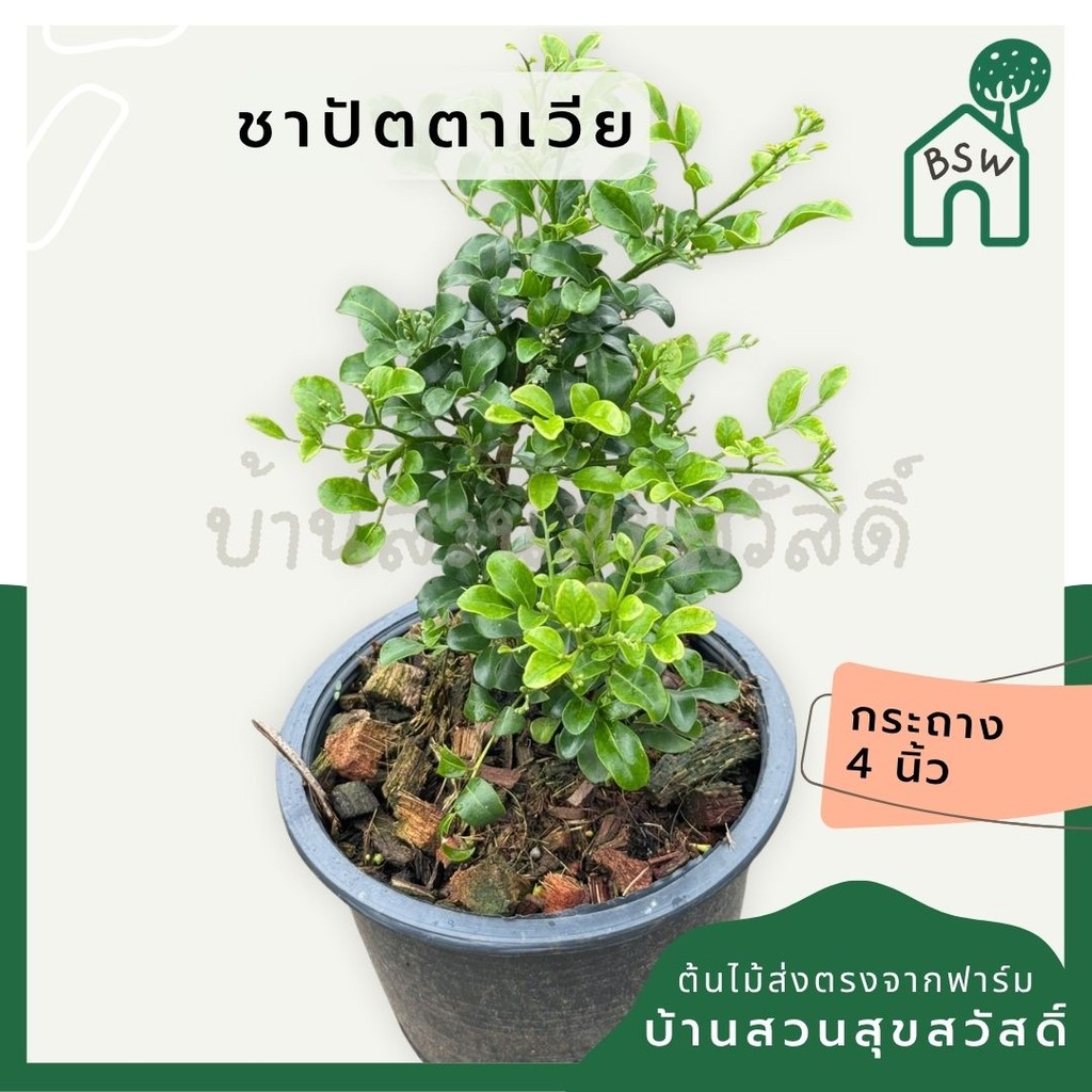 มุมมอง 2