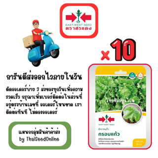 GG x 10 เมล็ดผักซองศรแดง กรอบแก้ว ผักกาดแก้ว ผักกาดหอม สินค้…