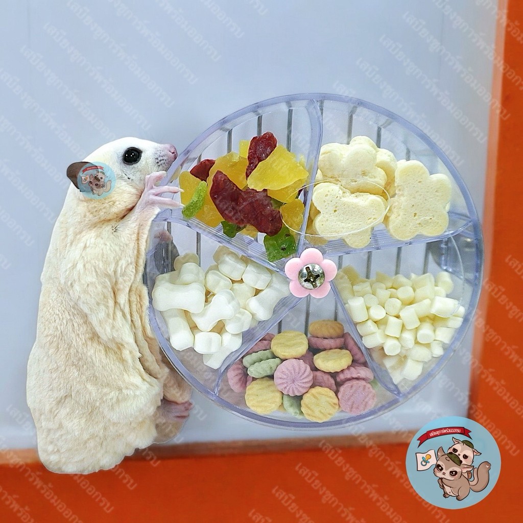 V ( ของเล่นวงล้ออาหารติดกรง ) ของเล่นเสริมพัฒนาการ ของเล่นชูการ์ ที่วางอาหาร ขนมสัตว์เล็ก อาหารสัตว์เล็ก