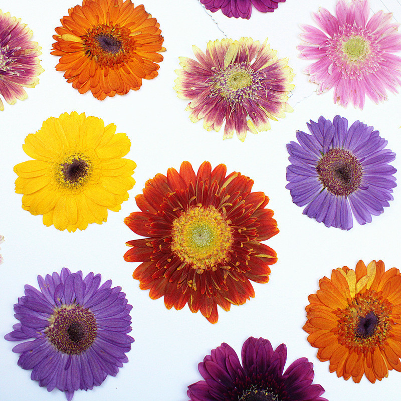 Gerbera Handmade ตารางโคมไฟเทียนสติกเกอร์ดอกไม้แห้ง DIY วัสดุ Pack