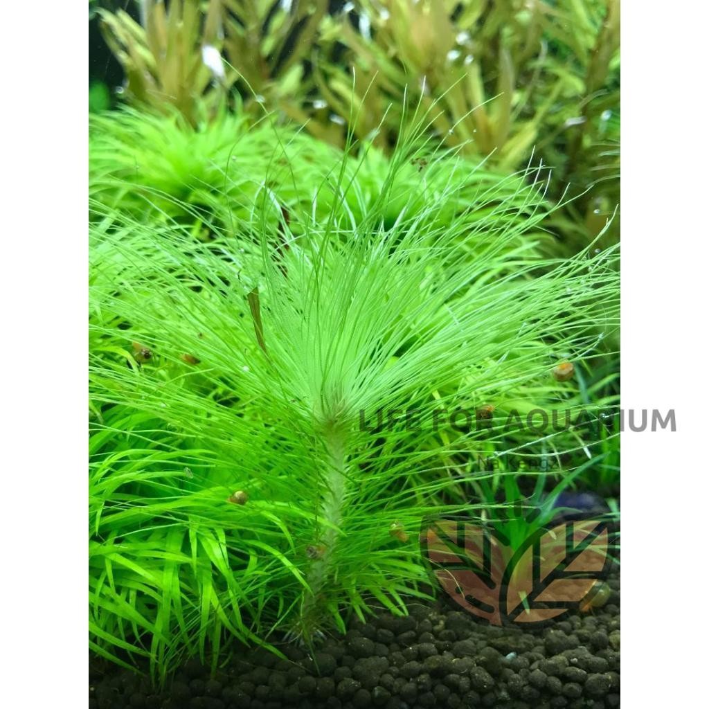 ไม้สะสม Eriocaulon setaceum กระดุมฝอย ไม้เขียว หน้าตู้ กลางตู้ ตู้ไม้น้ำ ของมันต้องมี Life for Aquarium ราคา ถูกที่สุด ดีลบีเคเค แกลเลอรีภาพที่ 2