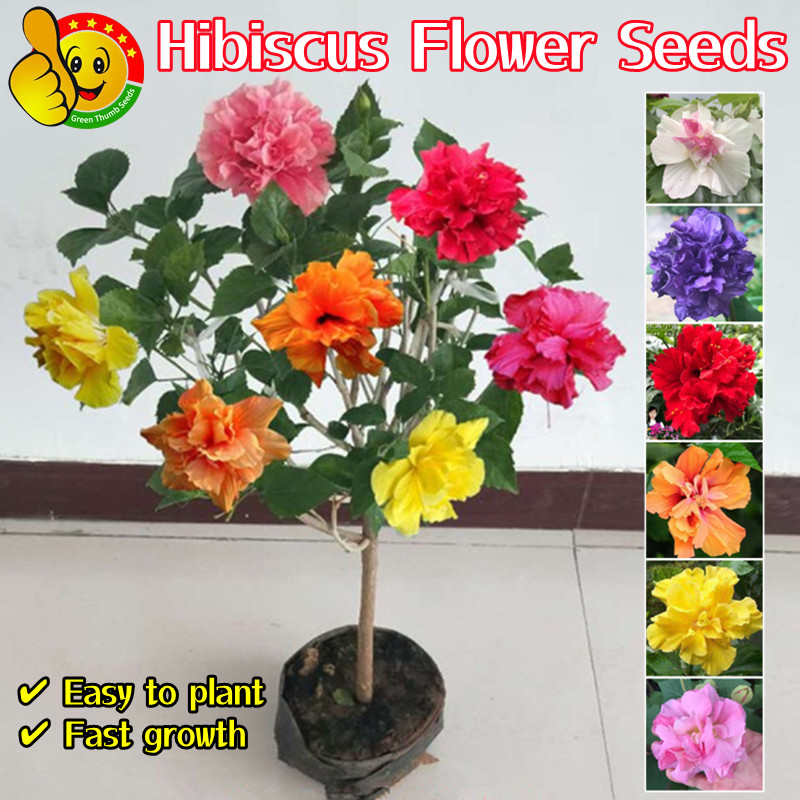 ปลูกง่าย ปลูกได้ทั่วไทย 100เมล็ด เมล็ดพันธุ์ ดอกชบา Hibiscus Flower Seeds ต้นไม้มงคล ต้นไม้ประดับ ของแต่งบ้าน ไม้ปลูกสวย