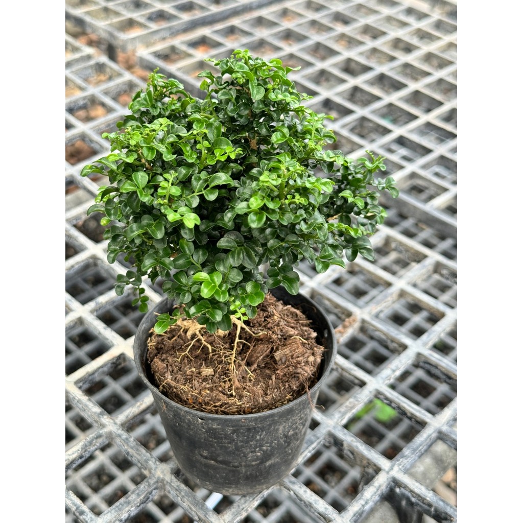 มุมมอง 8