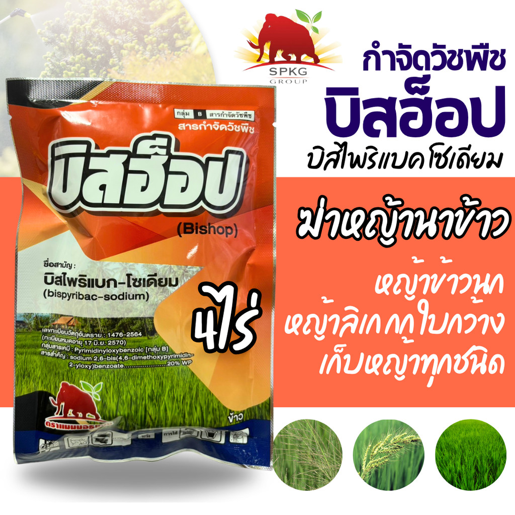 [100g] บิสฮ็อป บิสไพริแบค 20 100 กรัม บิสโต้ 200 บิสไพริแบคโซเดียม 20% สารกำจัดวัชพืชหญ้าข้าวนก หญ้าดอกขาว ในนาข้าว