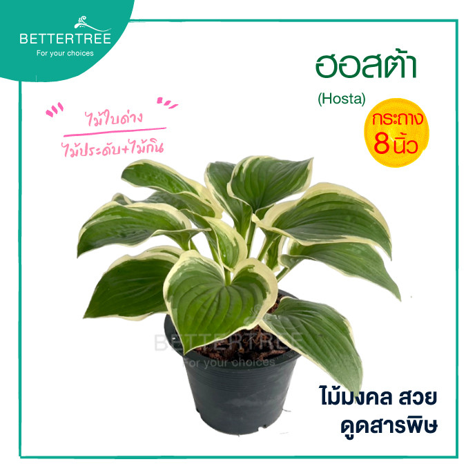 ฮอสต้า กระถาง 8 นิ้ว ไม้มงคล ไม้ฟอกอากาศ Hosta