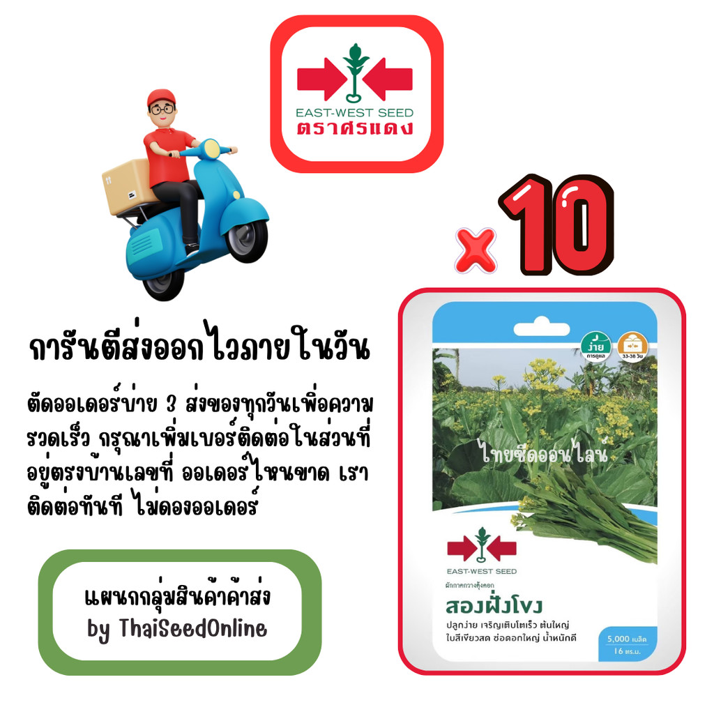 GG x 10 เมล็ดผักซองศรแดง สองฝั่งโขง กวางตุ้งดอก สินค้ายกแพ็ค