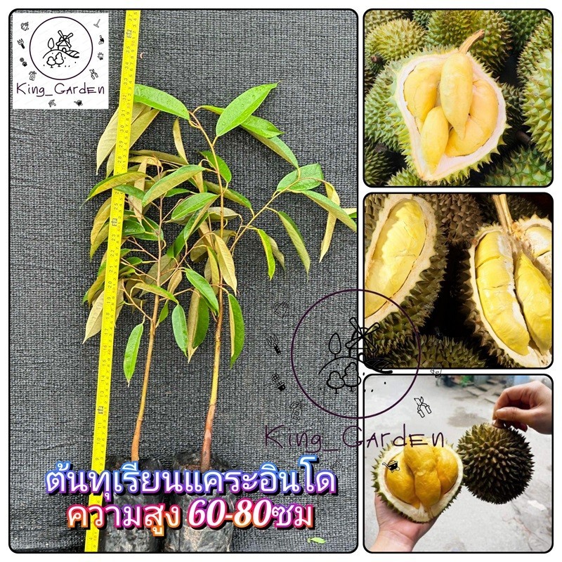 ต้นทุเรียนแคระอินโด เนื้อสีเหลือง รสหวานเข้ม ต้นกล้าเสียบยอด ความสูง 60-80ซม