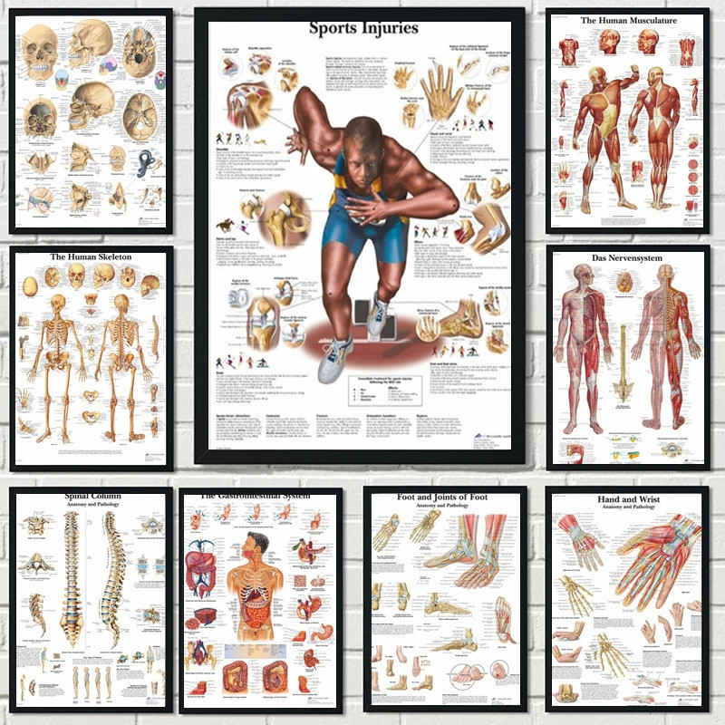 ใหม่ Human Anatomy Muscles System ภาพวาดผ้าใบ Art โปสเตอร์พิมพ์ Body Wall ภาพสําหรับวิทยาศาสตร์ยาห้องนอน