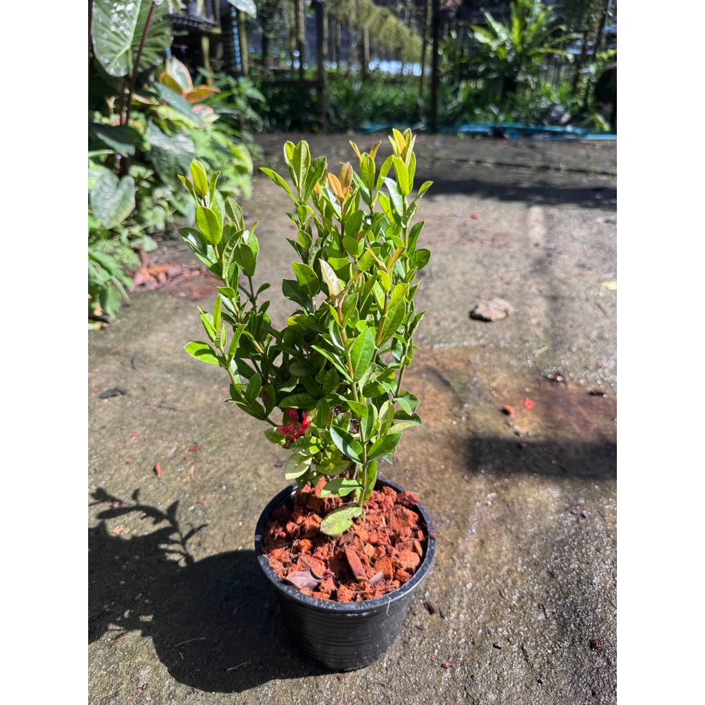 มุมมอง 4