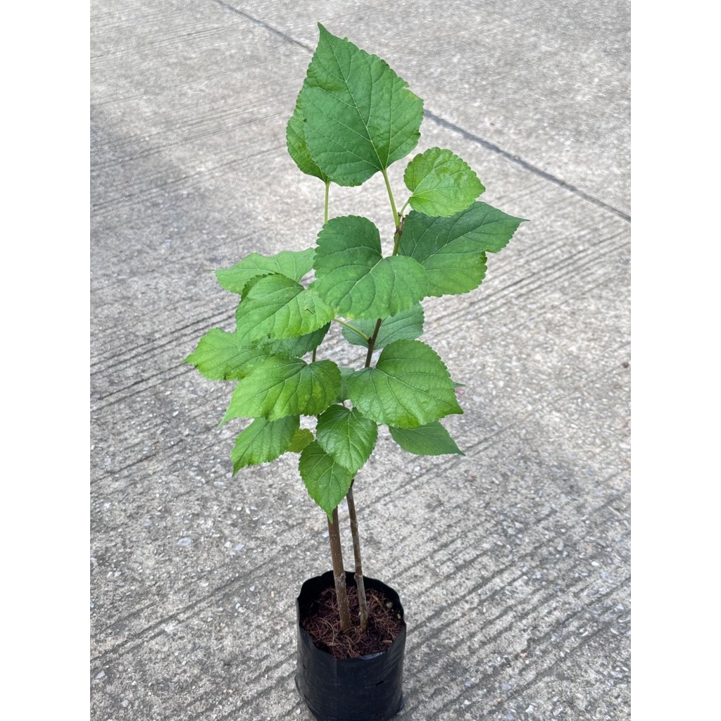 มุมมอง 5