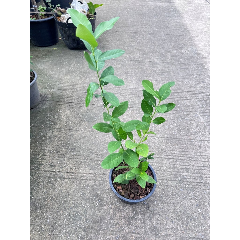 มุมมอง 4